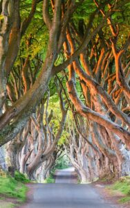 The Dark Hedges